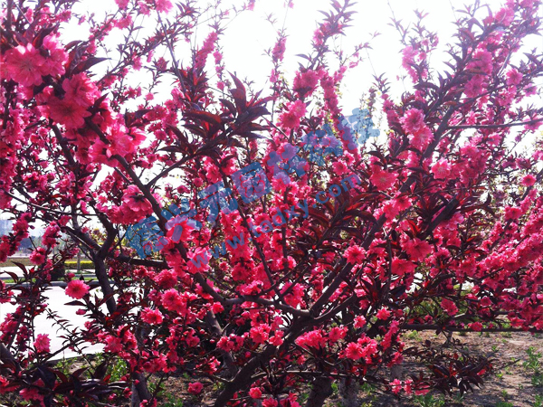 �c���鿴Ԕ����Ϣ���}������ ��x�Δ���2068