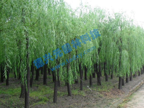 �c(di��n)���鿴Ԕ��(x��)��Ϣ��(bi��o)�}������ ��x�Δ�(sh��)��2117