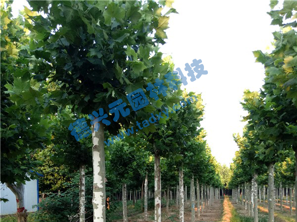 �c(di��n)���鿴Ԕ��(x��)��Ϣ��(bi��o)�}����ͩ ��x�Δ�(sh��)��2083